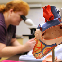 Close up of heart model.