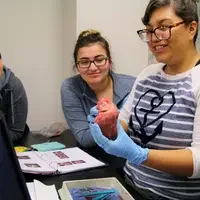 Students at table examining pork heart.