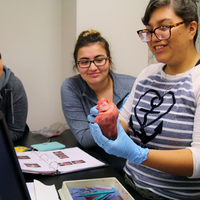 Students at table examining pork heart.