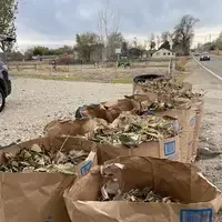 Bags of leaves