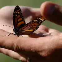 Monarch.2