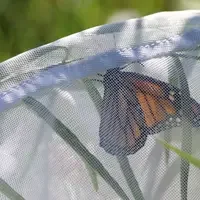 Monarch.3