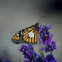 “Miracle” was released during a public event at Deer Flat National Wildlife Refuge with another butterfly; B-3931 (shown here). They were the last two butterflies raised, tagged, and released through CWI. (Photo courtesy: Robert Allen)