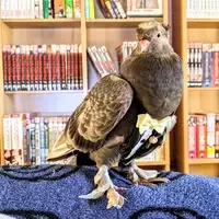 “Tuxedo Flyper” submitted by Denise Hutchins