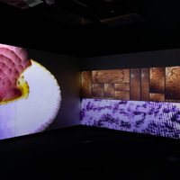 Photo: Shadows : A Wunderkammer, by Joseph Haskin at the BSU Liminary.  