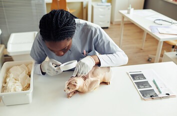 A female student inspecting a hairless cat