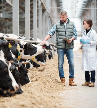 A male rancher and a female veterinarian inspecting cows on a farm