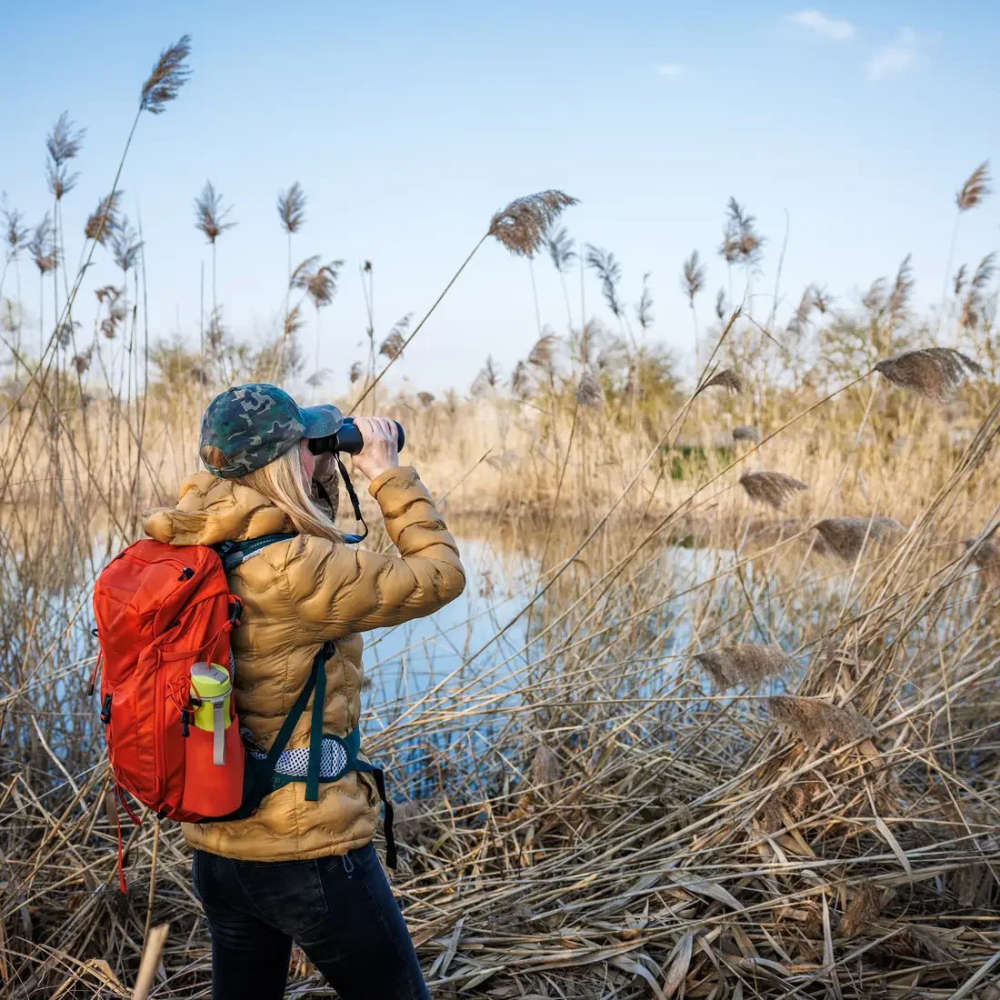 Person in the wild looking through binoculars