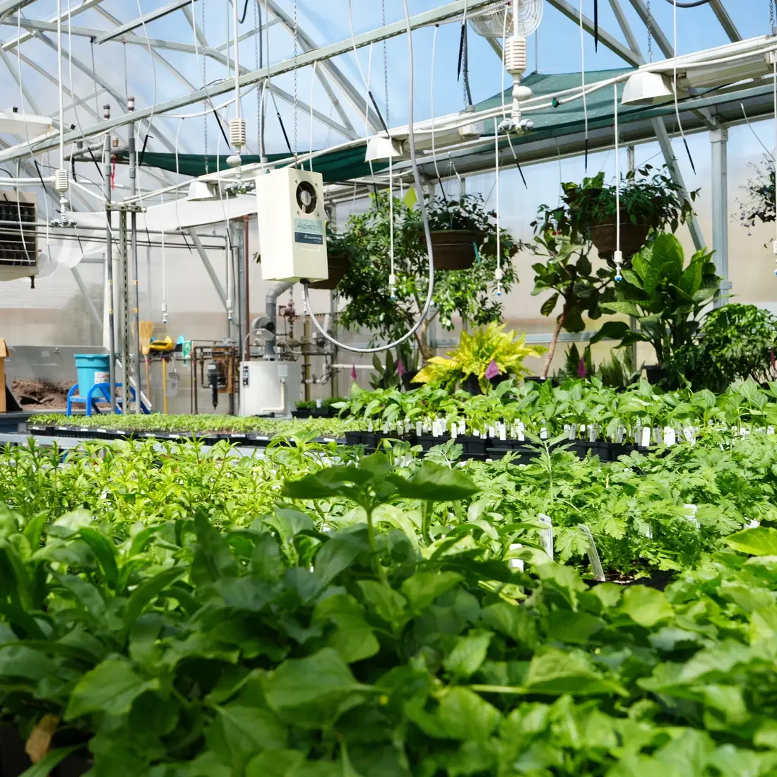 Plants in the greenhouse