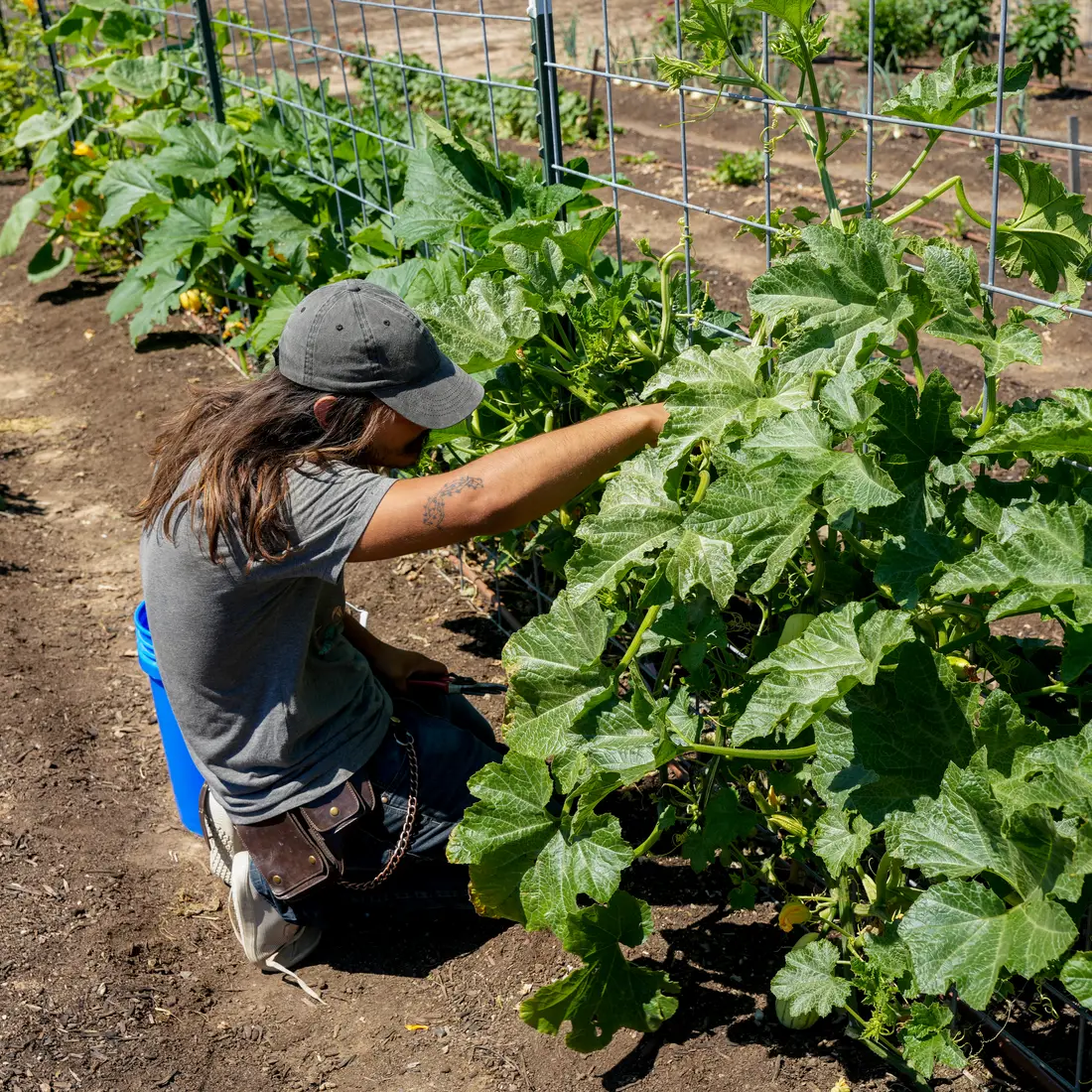Student works in the Urban Market Garden