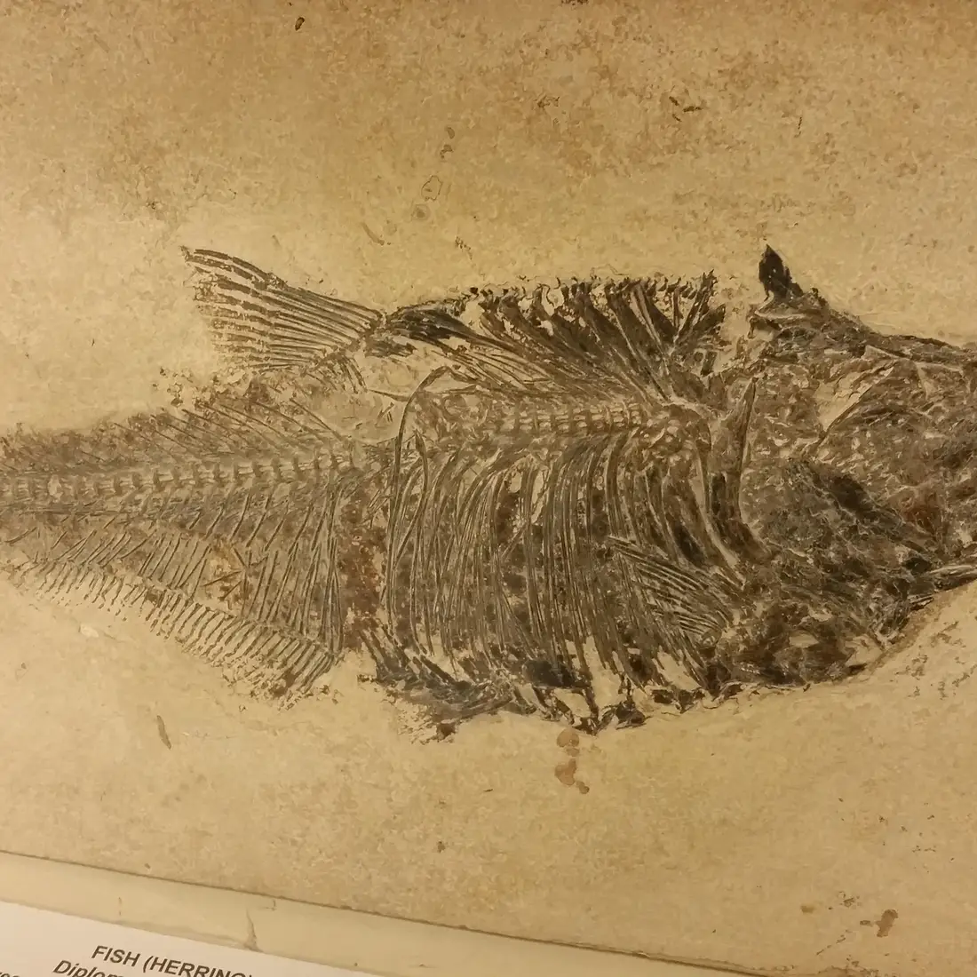 museum artifact