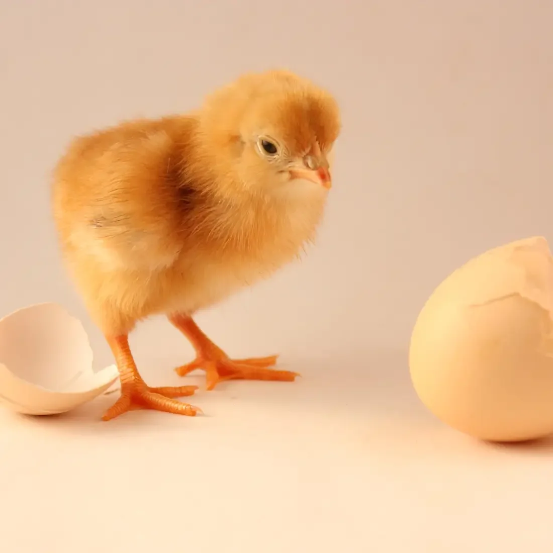 Which Came First – The Chicken or The Egg?