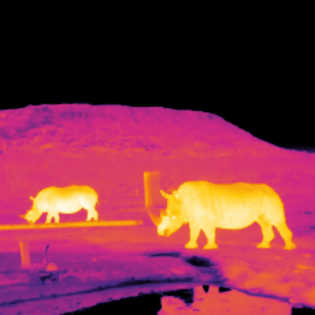 Saving Endangered Animals With Science:Image URL: https://www.zooniverse.org/projects/rossmcwhirter/astro-ecology