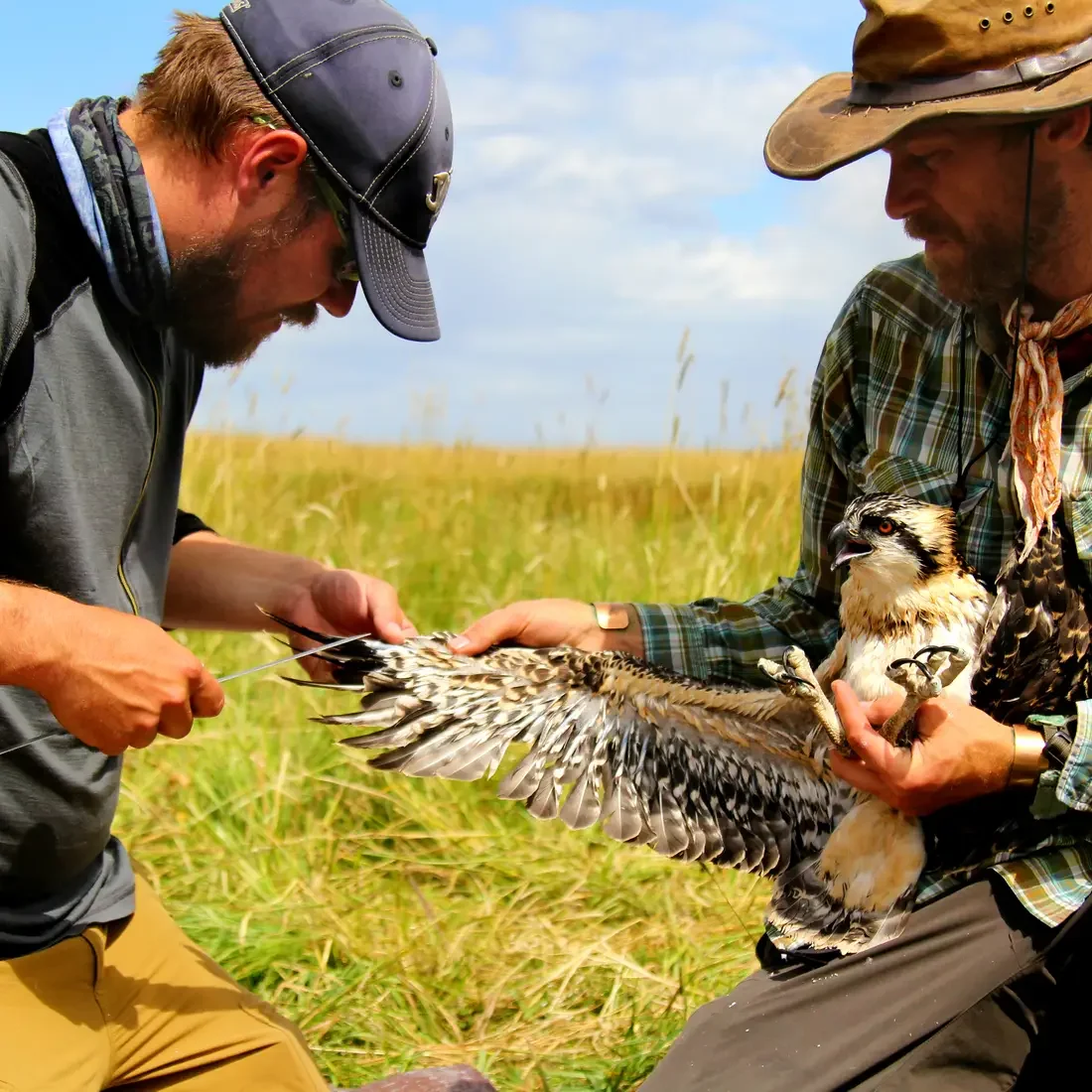 Osprey Research Project near Lake Cascade, Idaho