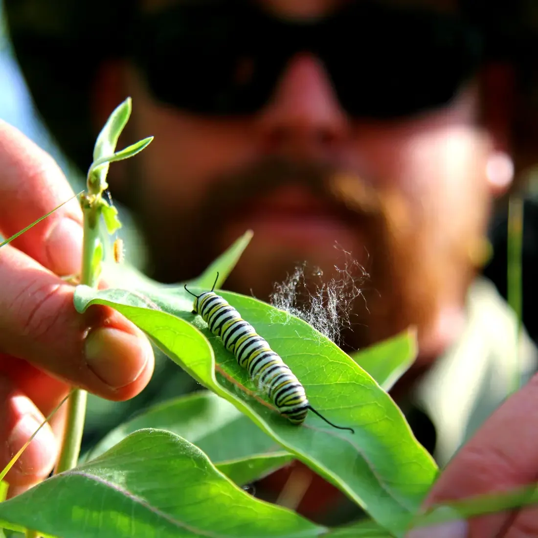 Monarch Butterfly Conservation Project at Deer Flat National Wildlife Refuge