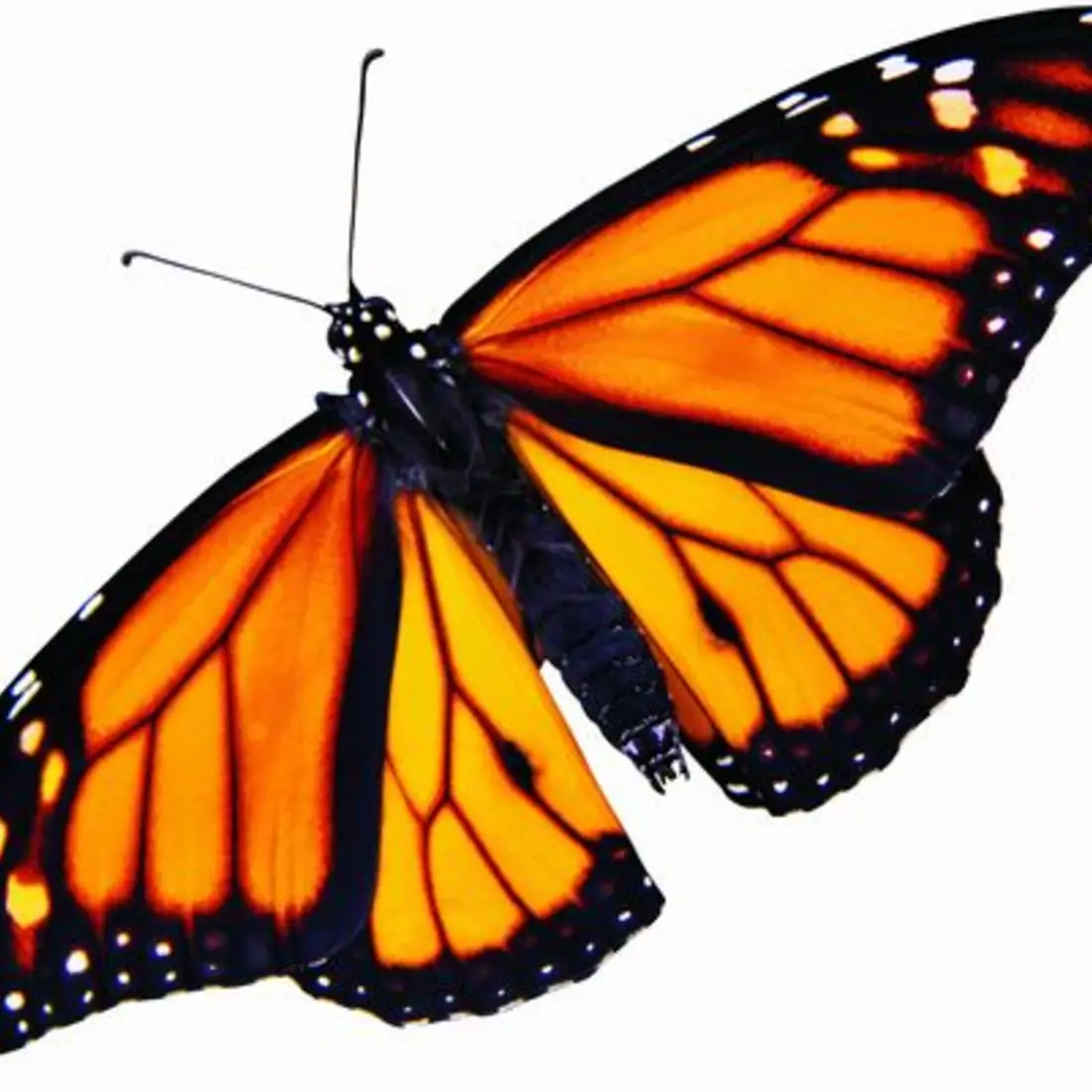 monarch butterfly