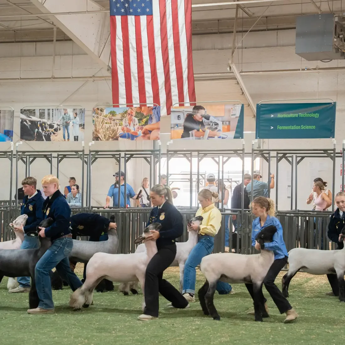 Youth competitors walk sheep during an event at a county fair.