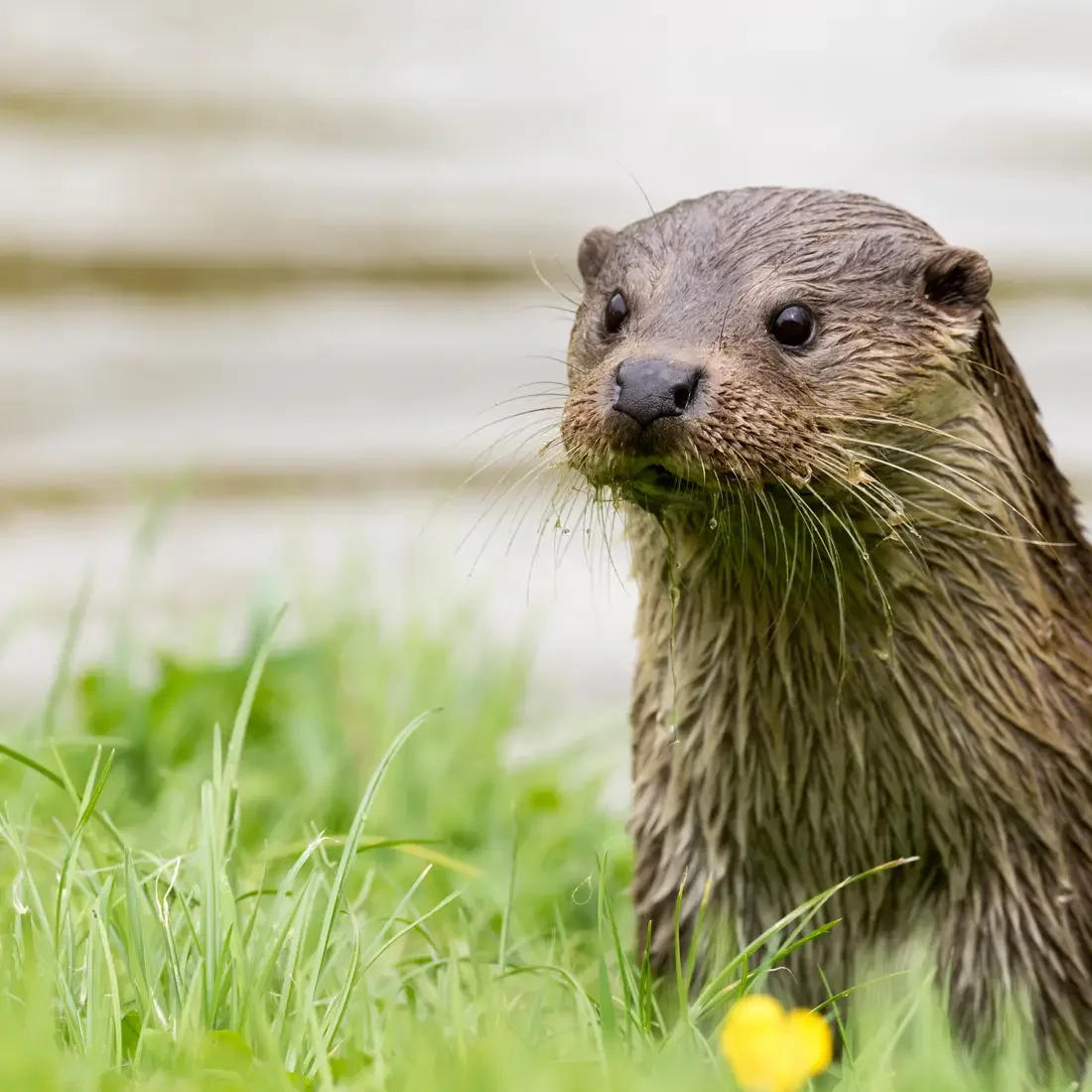 Otter in grass by a river