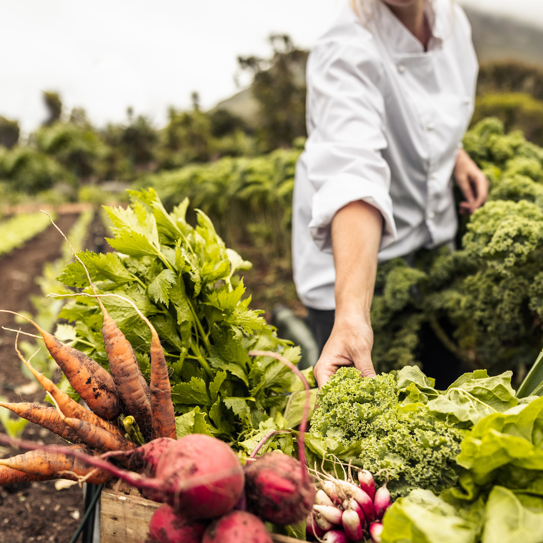 A chef stands in a farm field holding out a basket of freshly picked organic produce.