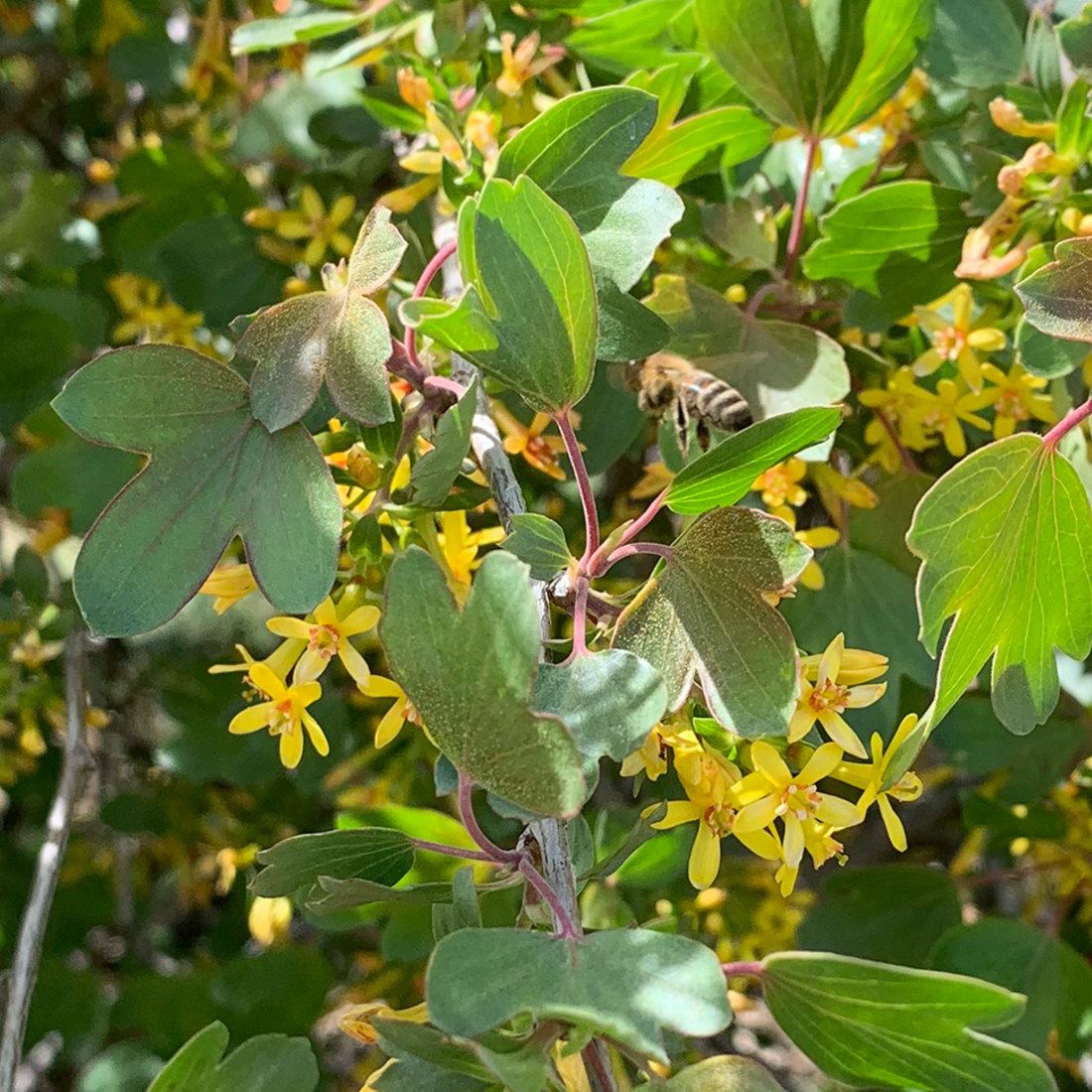 Bee on a flowering tree