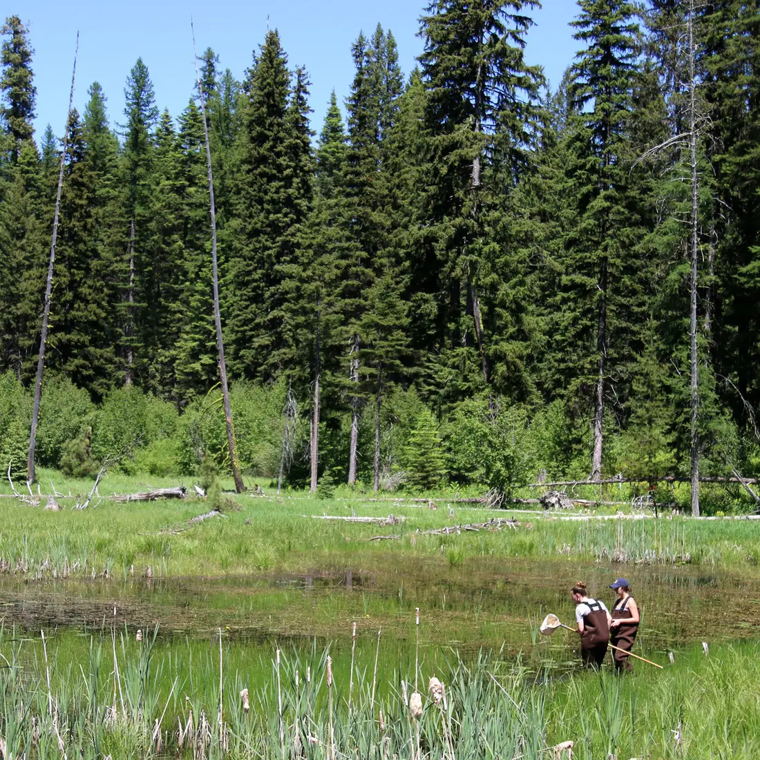 Biology 2:  Experiential Learning in McCall
