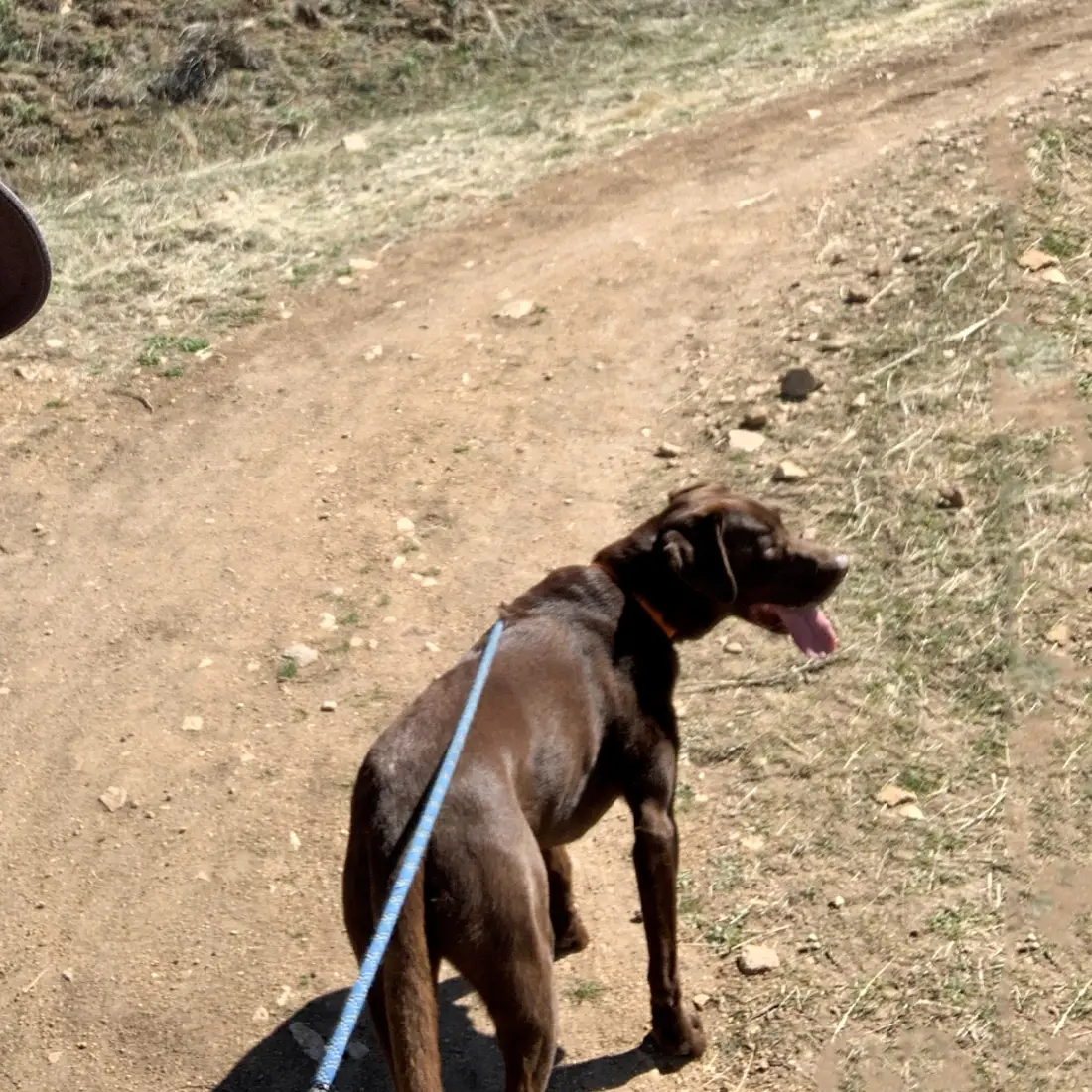 September 21-day Challenge participant, Courtney Santillan, walking her dog.