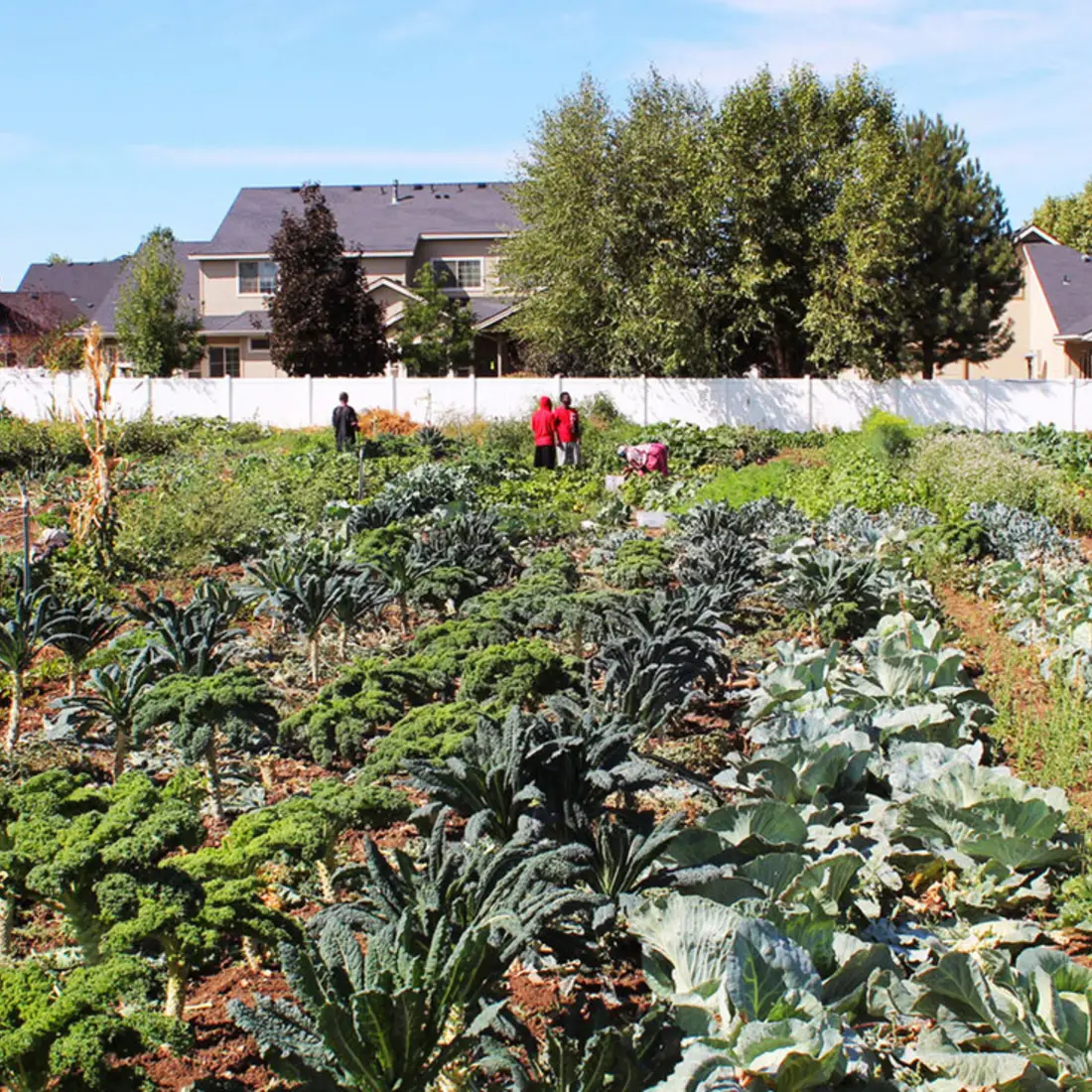 Individuals working in an outdoor vegetable garden