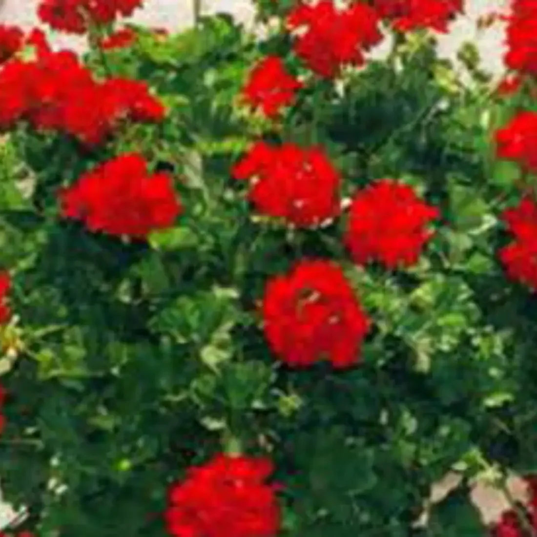 Red Flower Basket