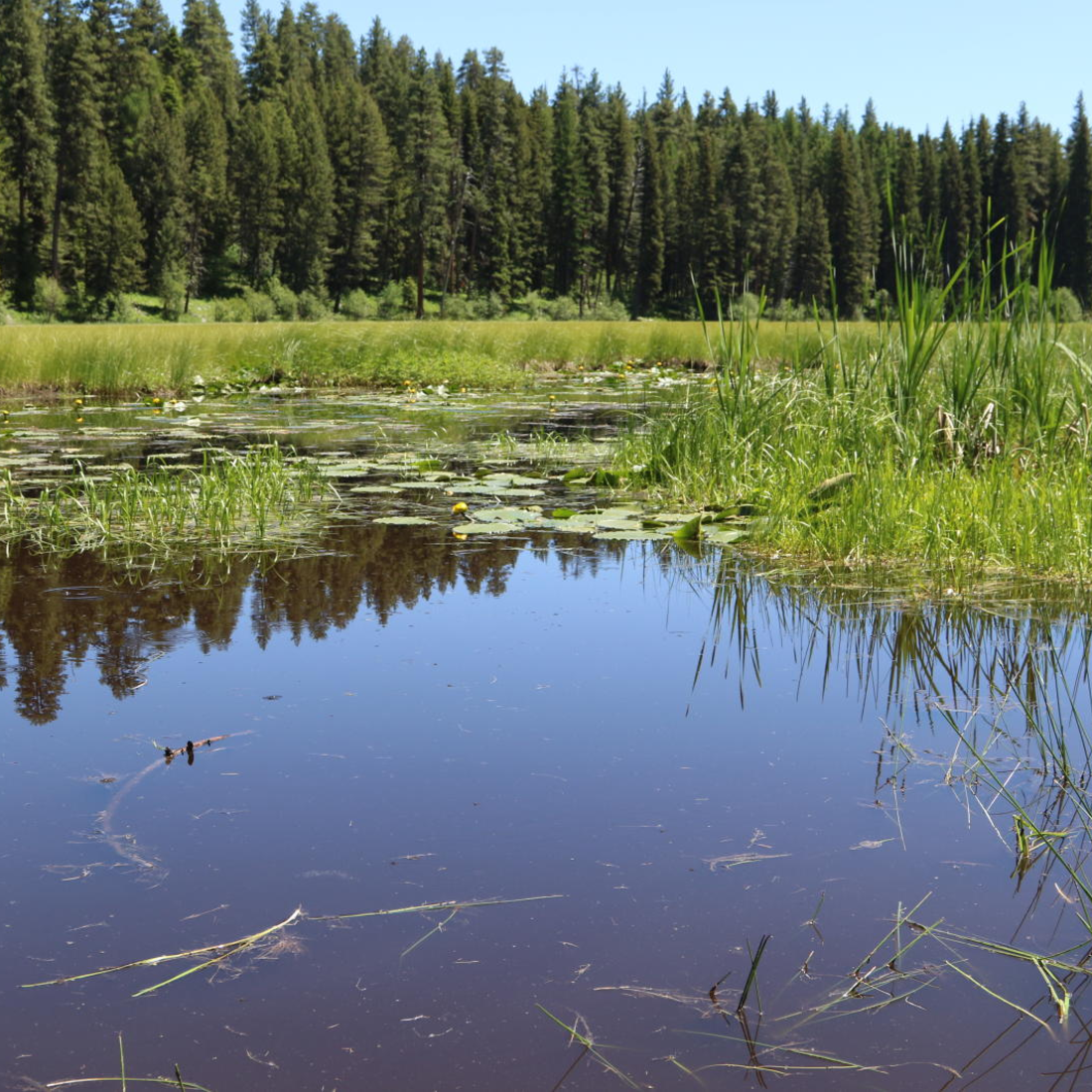 Landscape of lake and plants growing out of it with trees in the background