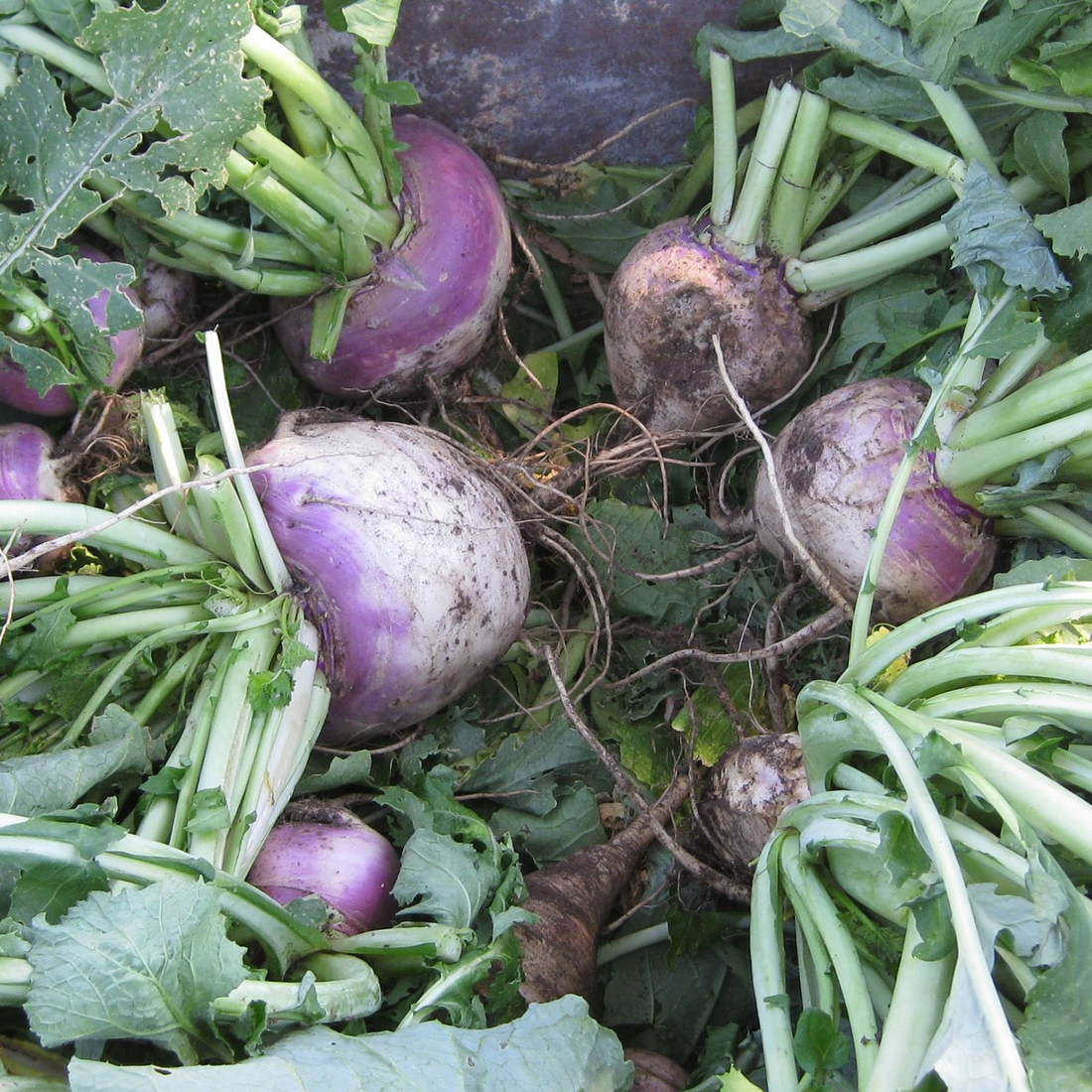 Register for a Vegetable Gardening Class Jan. 30. 
