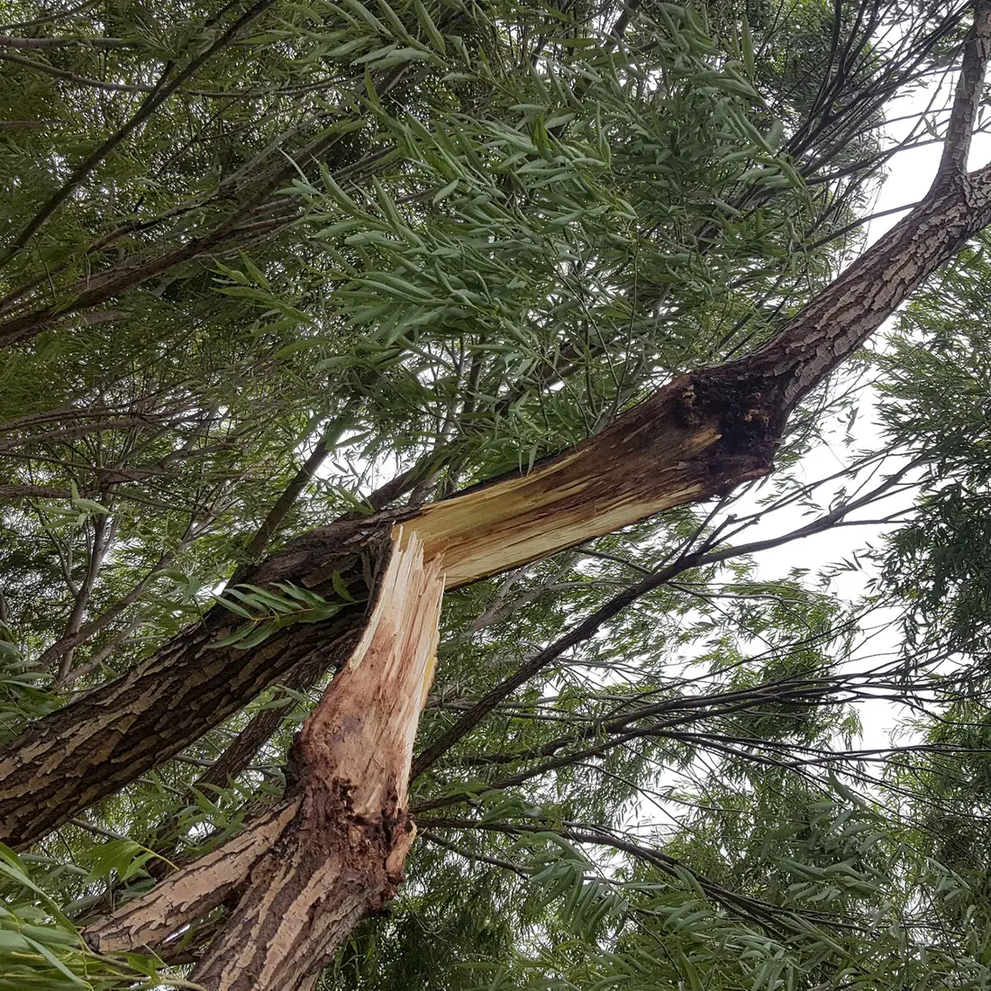 Globe willow tree located west of the Nampa Campus Academic Building 