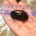 invertebrate