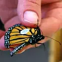 Monarch Research Project at CWI