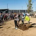 A crowd watched as a new tree is planted at an Arbor Day event.