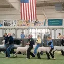 Youth competitors walk sheep during an event at a county fair.