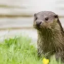 Otter in grass by a river