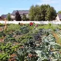 Individuals working in an outdoor vegetable garden