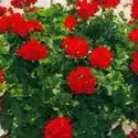 Red Flower Basket
