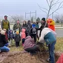 Faculty, staff, and students planting a tree