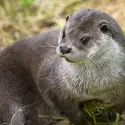 photo of an otter