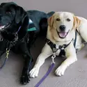 Therapydogs