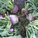 Register for a Vegetable Gardening Class Jan. 30. 