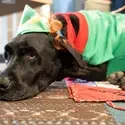 Dog dressed as an elf laying down