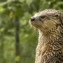 Otter