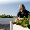 Andrea Schumaker and two students harvesting vegetables in the campus garden