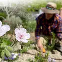 Dusty Perkins working in the Native Plant Garden at the Nampa Campus Academic Building.