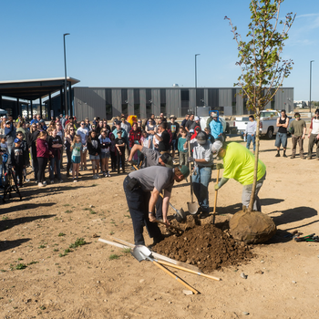 A crowd watched as a new tree is planted at an Arbor Day event.