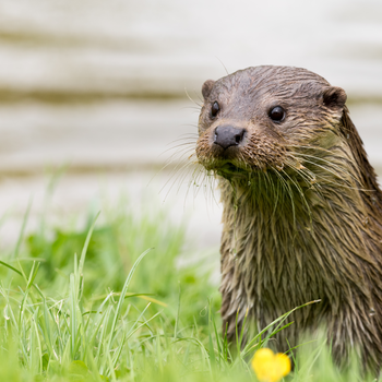 Otter in grass by a river