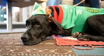 Dog dressed as an elf laying down