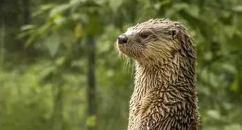 Otter